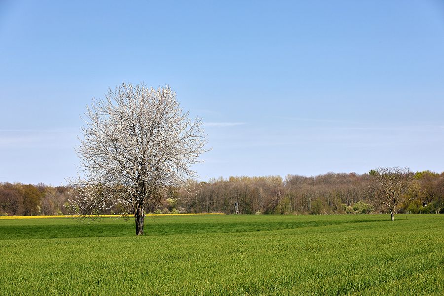 Landschaft zwischen Neuss und Dormagen