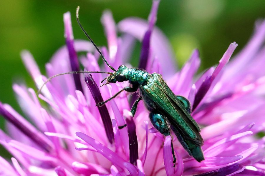 Makrofotografie Käfer auf Blüte