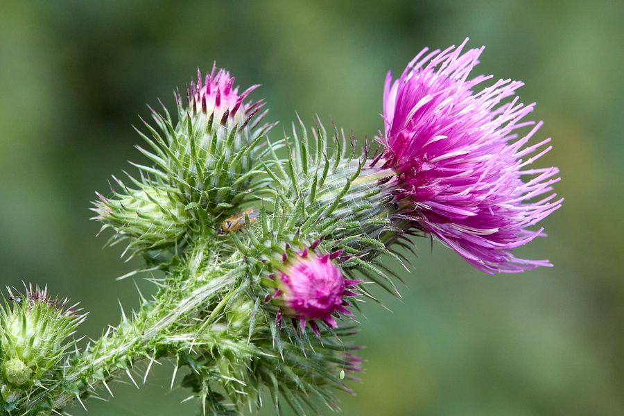 Natur im Knechtstedener Wald